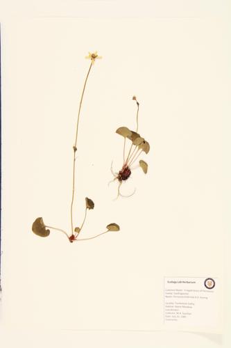 Fringed Grass of Parnassus specimen